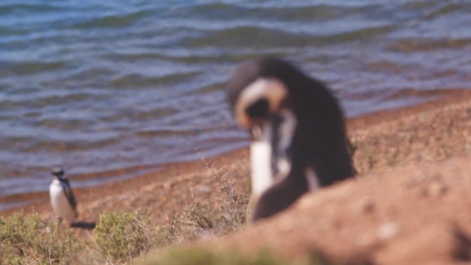 一只麦哲伦企鹅从水里出来，把注意力转移到悬崖上的企鹅身上