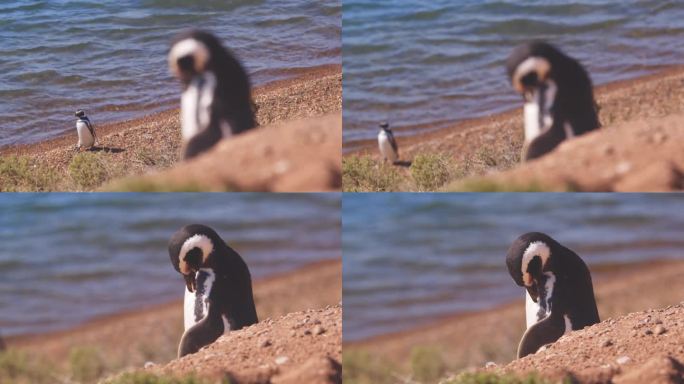 一只麦哲伦企鹅从水里出来，把注意力转移到悬崖上的企鹅身上