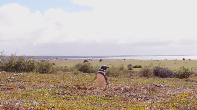一只麦哲伦企鹅站在草地上，背景是大海和云彩