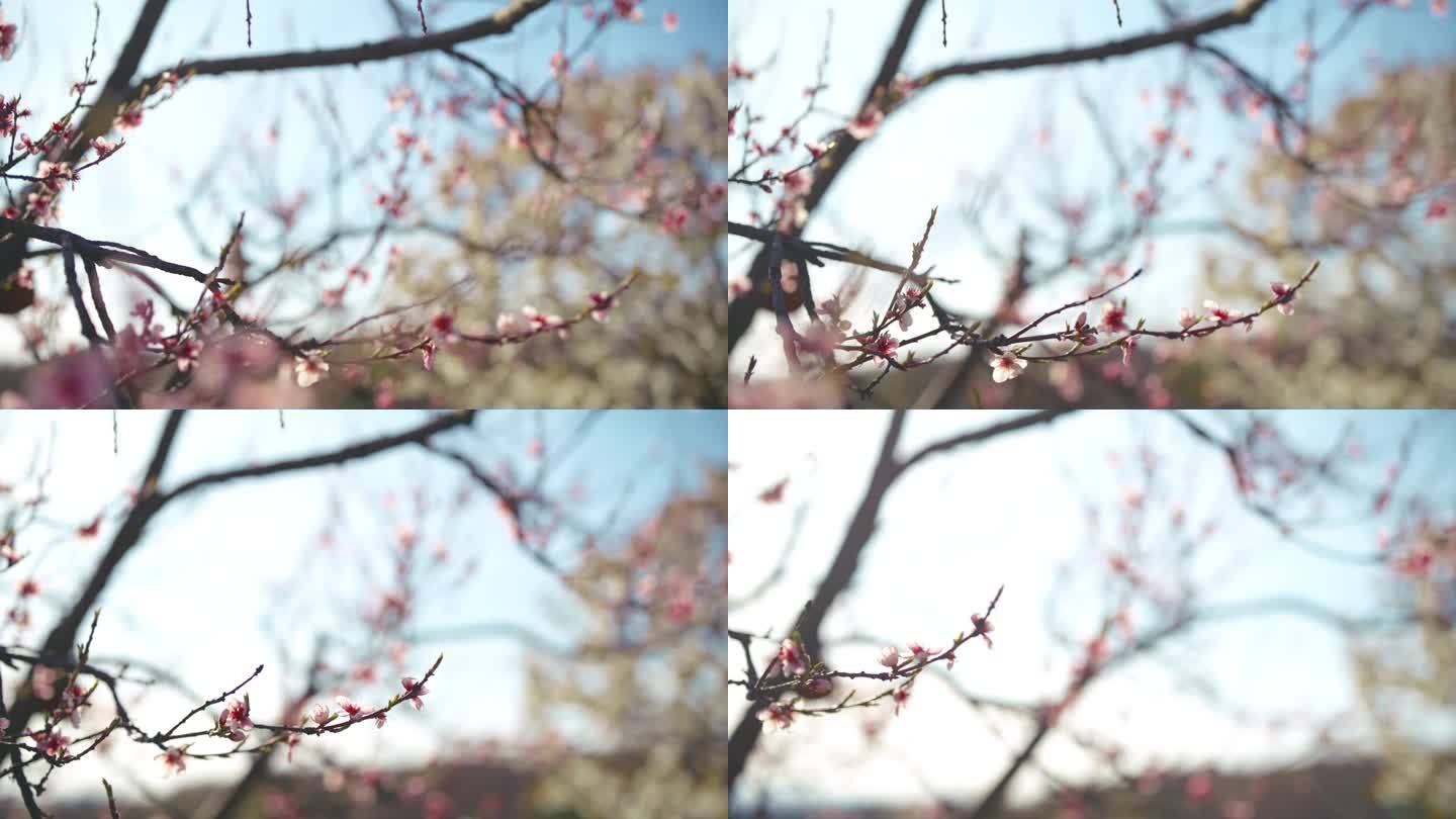 桃树的树枝上长着粉红色的樱花