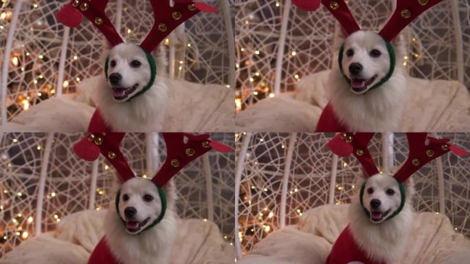 快乐的小狗狗穿着红毛衣庆祝圣诞节