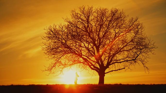 明亮的日出在田野树下孕妇的剪影后面