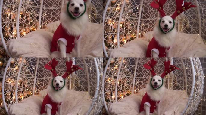 快乐的小狗狗穿着红毛衣庆祝圣诞节