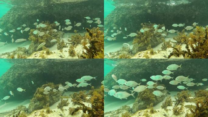 珊瑚礁，圣约翰，美属维尔京群岛。