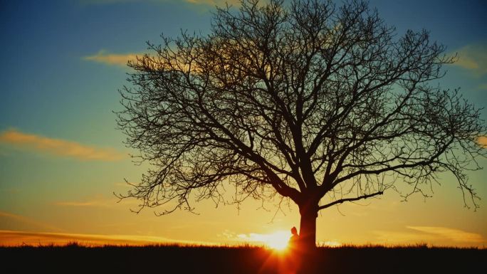 日出时孕妇坐在大树下的剪影