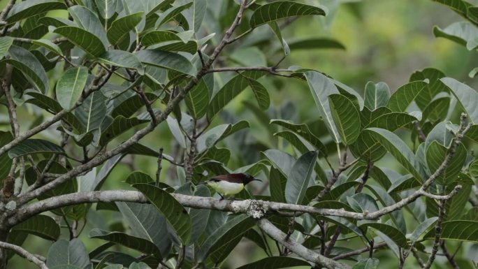产自斯里兰卡的紫臀太阳鸟