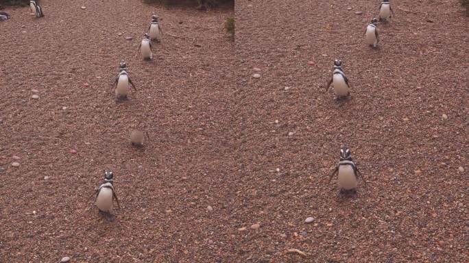 一群麦哲伦企鹅排成一行，径直走到镜头前