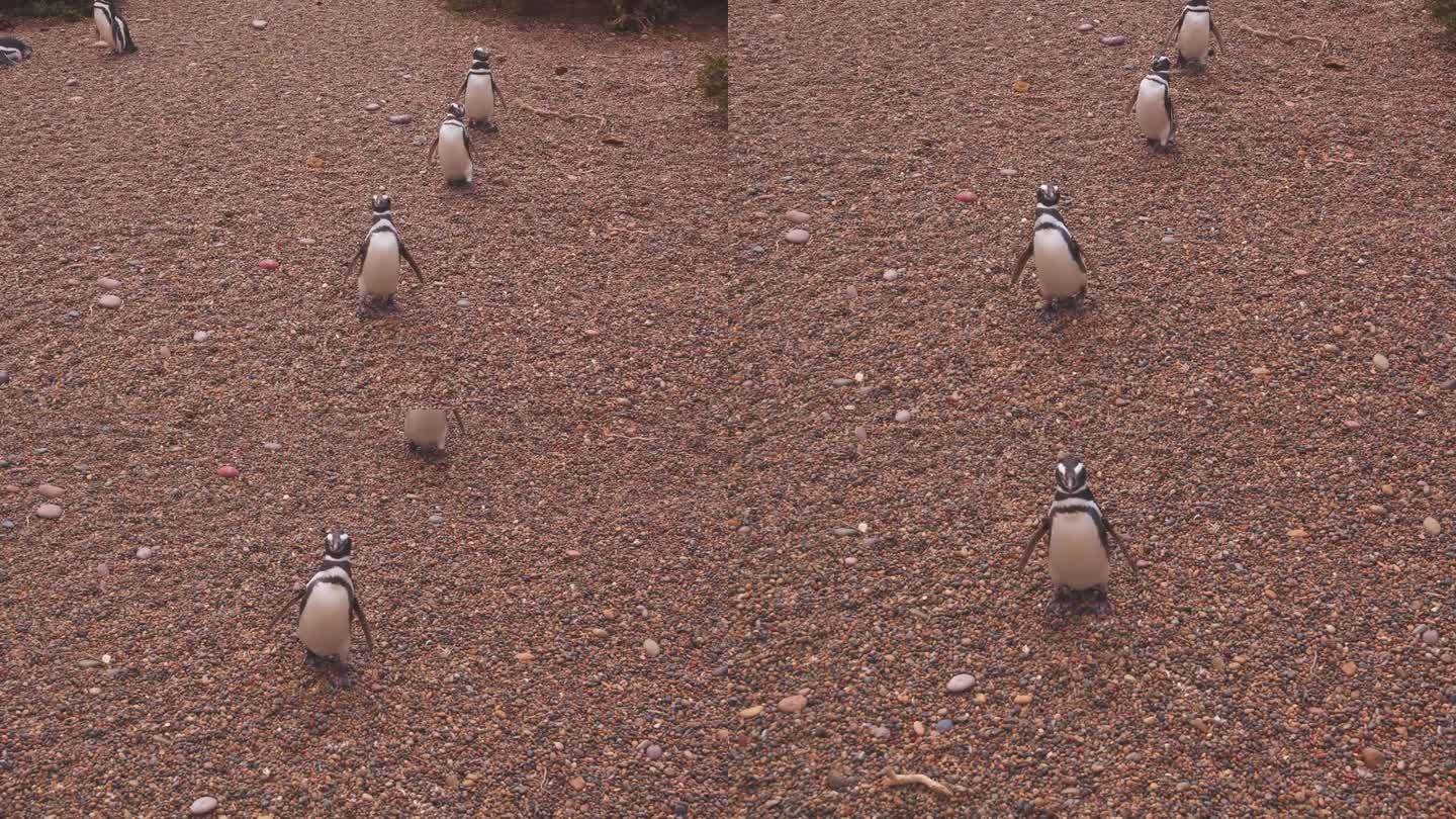 一群麦哲伦企鹅排成一行，径直走到镜头前