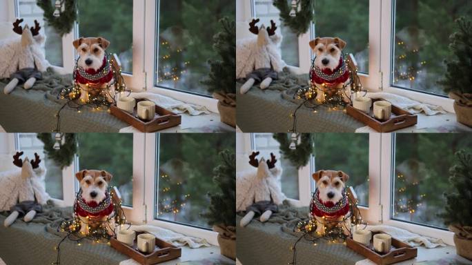 窗台上有一只穿红毛衣的狗。平安夜的节日装饰。杰克罗素梗在一个花环是等待新的一年