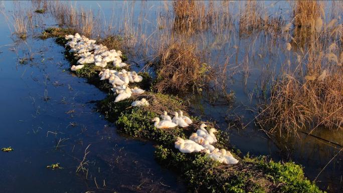 湿地里鸭群栖息的鸭子