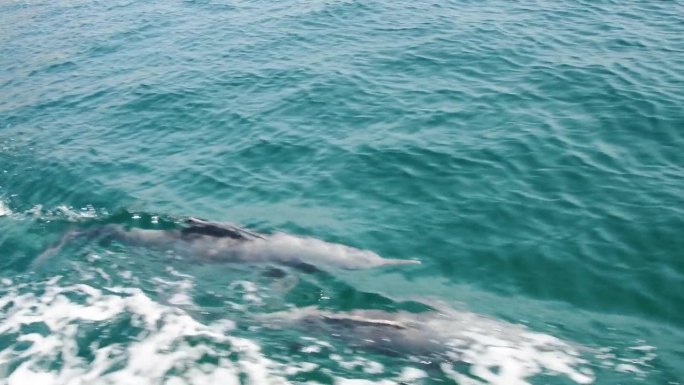 近距离乘船游览的乘客的观点，美丽的三只海豚游泳在绿松石水下慢动作，在阿曼和阿联酋海岸的波斯湾水域与波