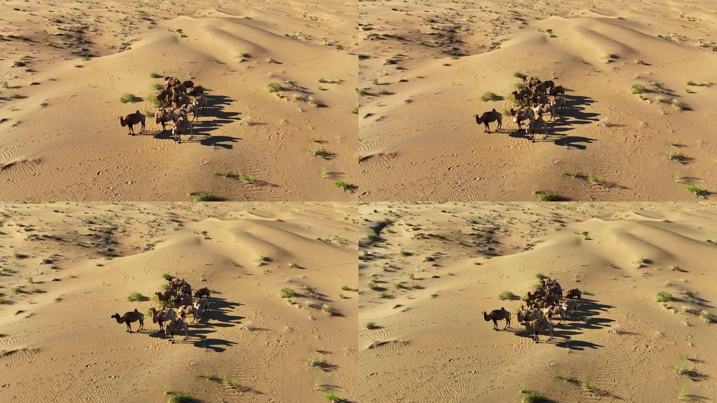 航拍蒙古户外干旱沙漠沙丘上骆驼群