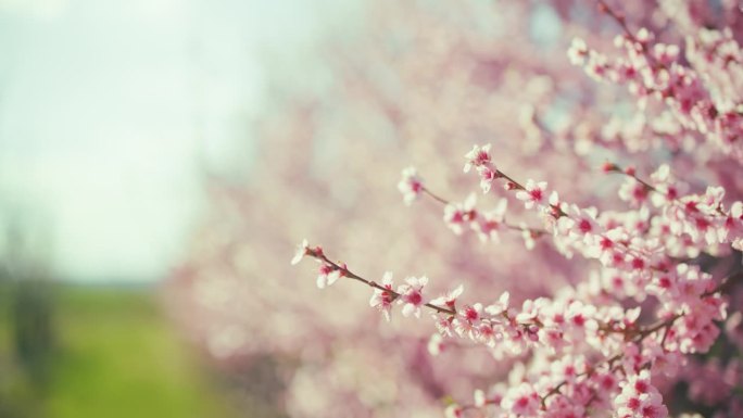 近距离的微风吹着田园诗般的粉红色樱桃树的树枝