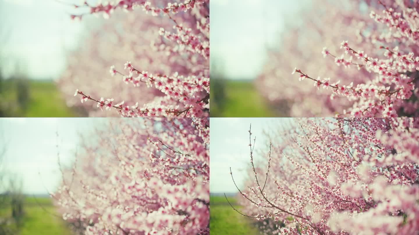 近距离的微风吹着田园诗般的粉红色樱桃树的树枝