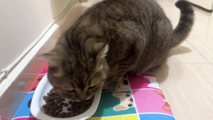 猫从碗里吃干粮
