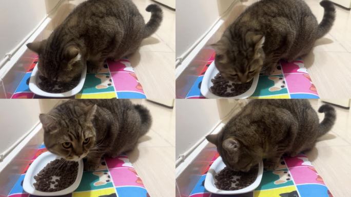 猫从碗里吃干粮