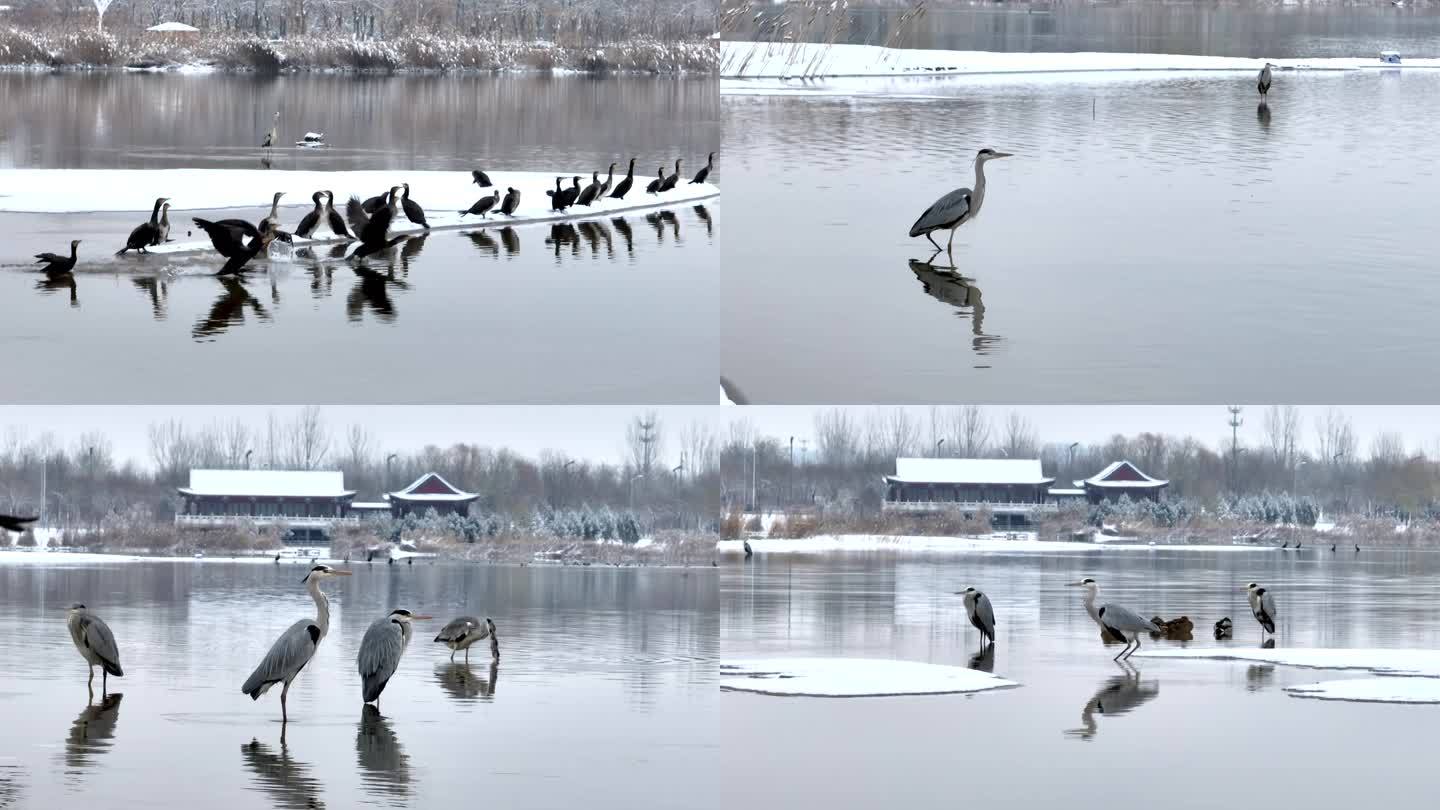 雪天水中的鸟类