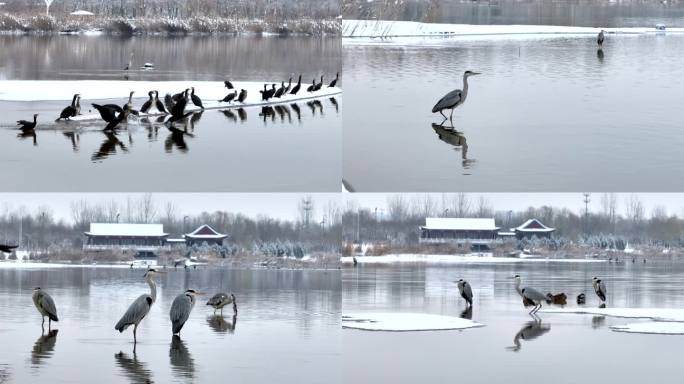 雪天水中的鸟类