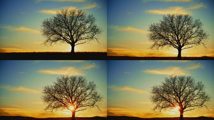 太阳从天空中冉冉升起，背后是农村田野里的树的剪影
