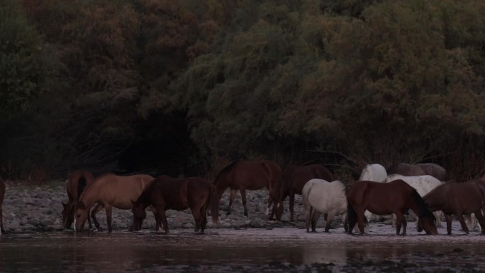 野马，盐河，亚利桑那州