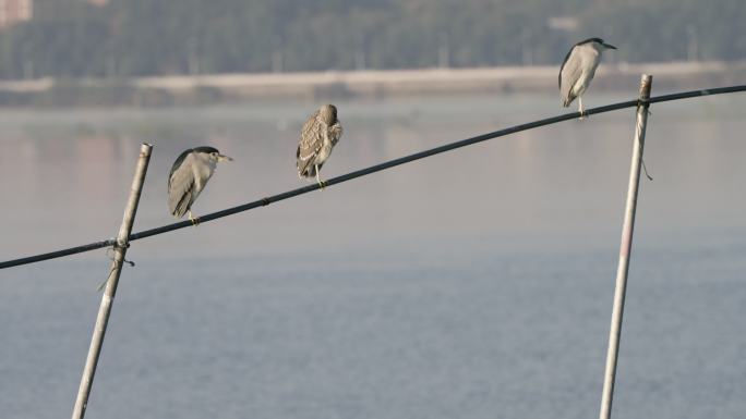 武汉江夏藏龙岛汤逊湖的夜鹭和红嘴鸥候鸟