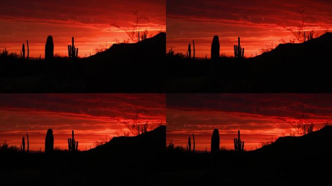 仙人掌沙漠日落，凤凰城，亚利桑那州