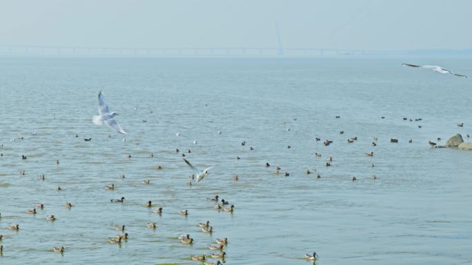 深圳湾候鸟