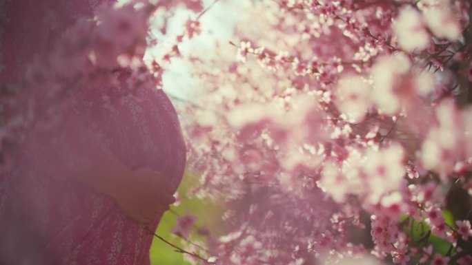 身穿粉色连衣裙的孕妇抱着肚子站在樱花丛中