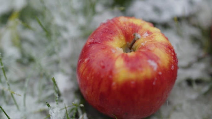 在积雪覆盖的田野上拍摄新鲜苹果的特写手持镜头