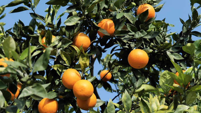 橙子果园实拍