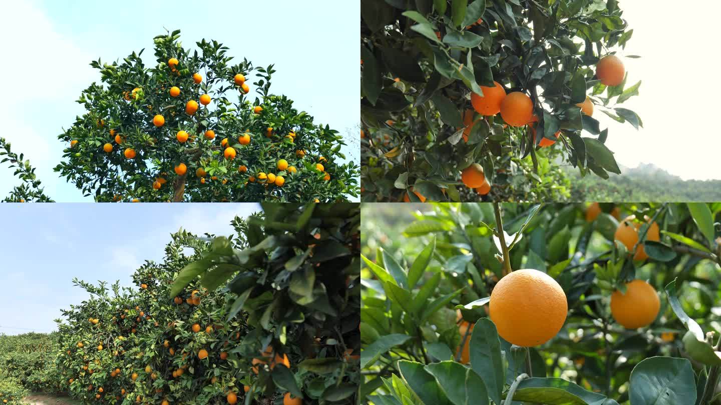 橙子果园实拍