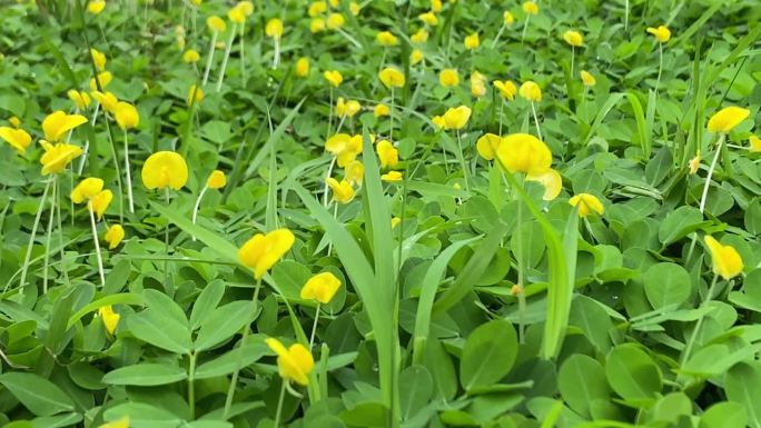 4k视频片段-草地上有许多黄色的灌木花被风吹开。春天和新鲜的绿色季节。