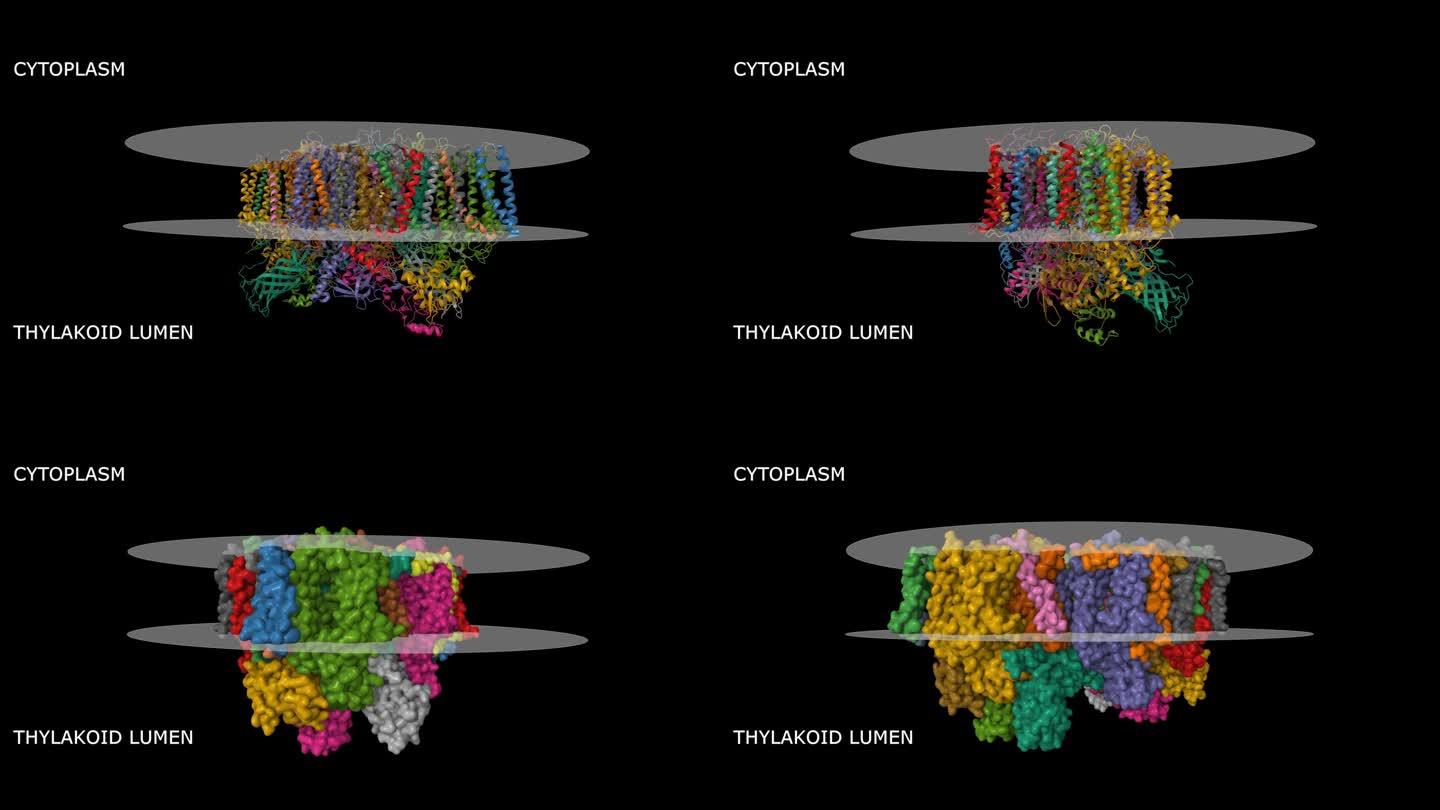长形热聚球菌光系统II的晶体结构