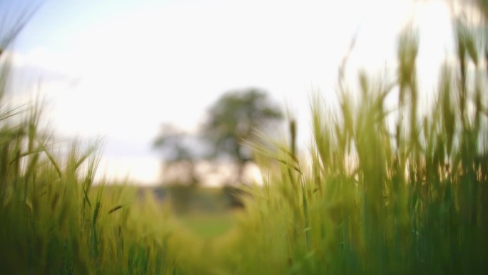 田园诗般的，乡村绿色的春天小麦生长在田野和树