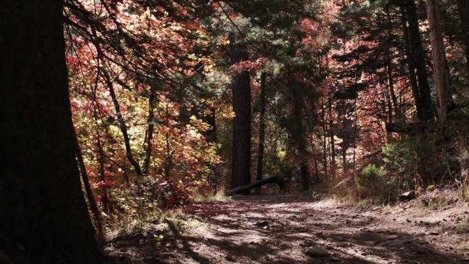 亚利桑那秋天的颜色，莱蒙山，图森，亚利桑那州