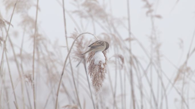 雪中芦苇上的鸟儿原始素材
