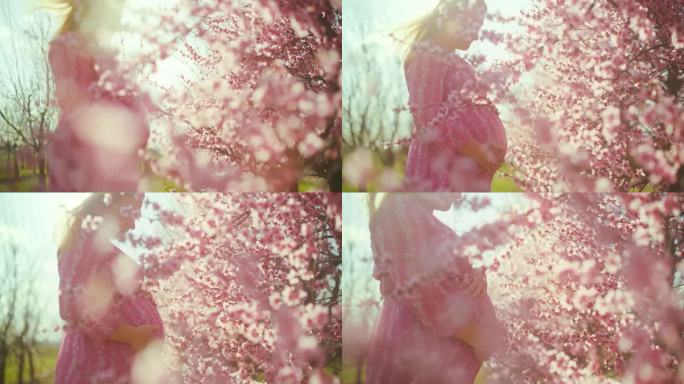 在阳光明媚的果园里，一名孕妇站在粉红色的樱花中间
