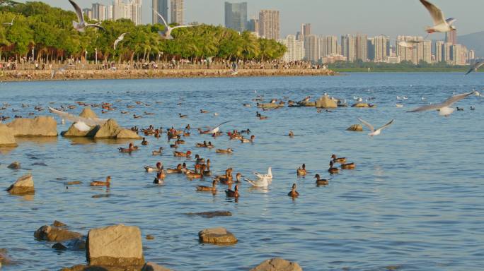 深圳湾海鸥飞翔