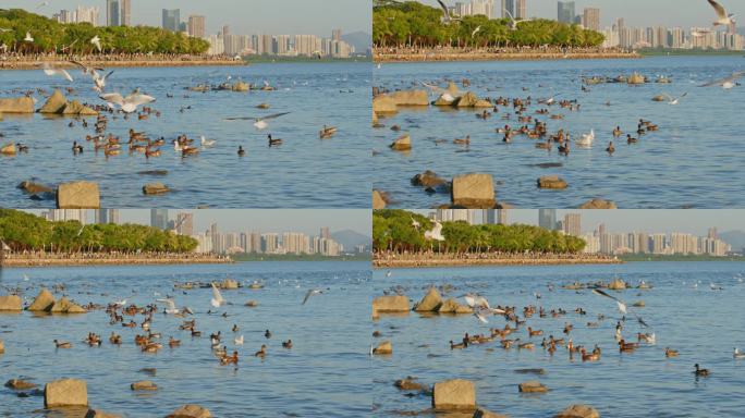 深圳湾海鸥飞翔