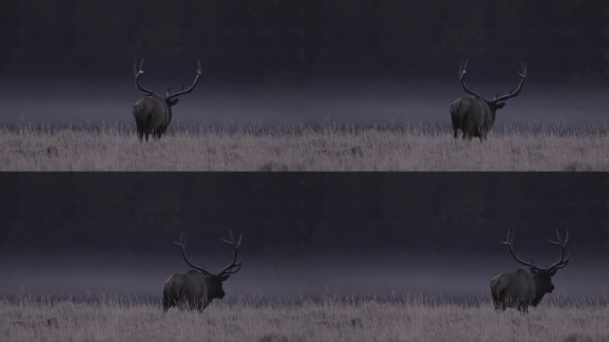 在一个寒冷的秋日清晨，公麋鹿在黎明时分穿过田野