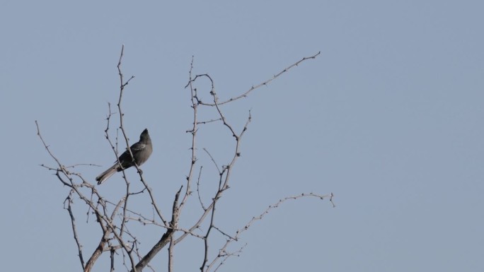 亚利桑那州Phainopepla