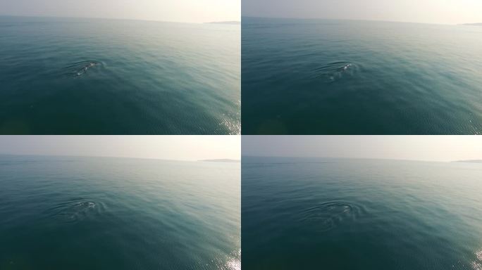 广西北海布氏鲸航拍4K_原创实拍13