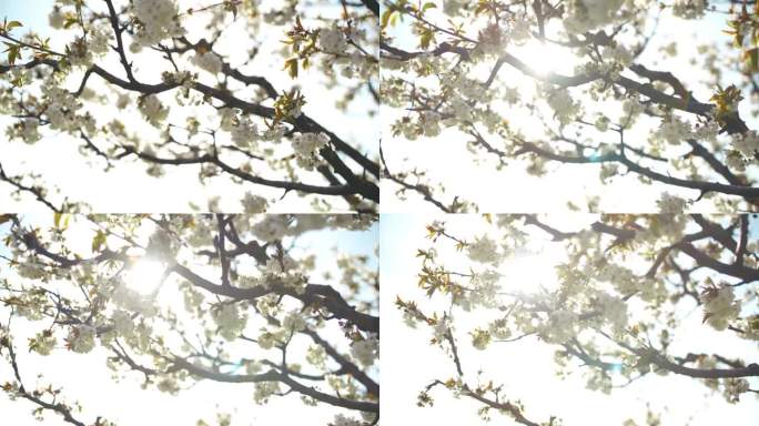 接近白色的樱花在阳光明媚的树上