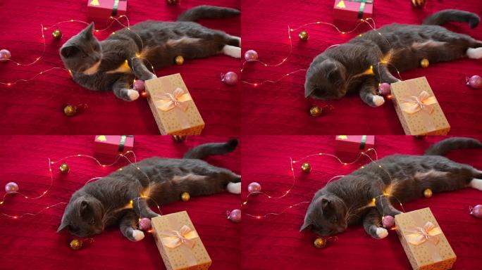 小猫闻着并咀嚼着红色针织毯上的花环。礼品盒，圣诞灯和闪亮的装饰背景。灰猫在玩耍，准备庆祝圣诞节。可爱