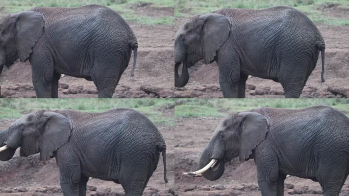 大象用鼻子喷水。慢动作