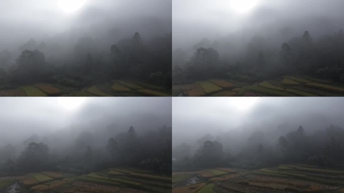 大雾笼罩下的林边稻田