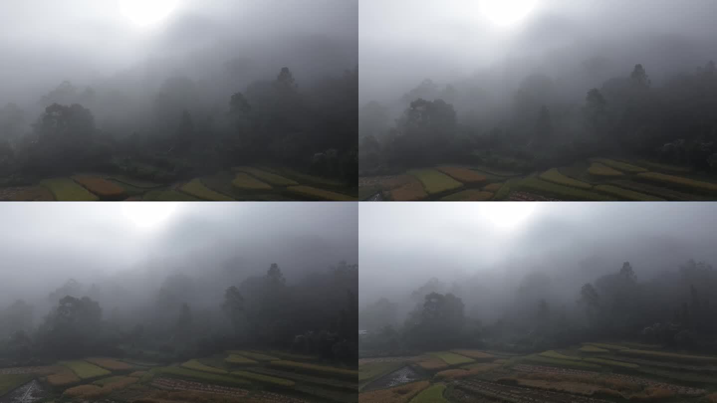 大雾笼罩下的林边稻田