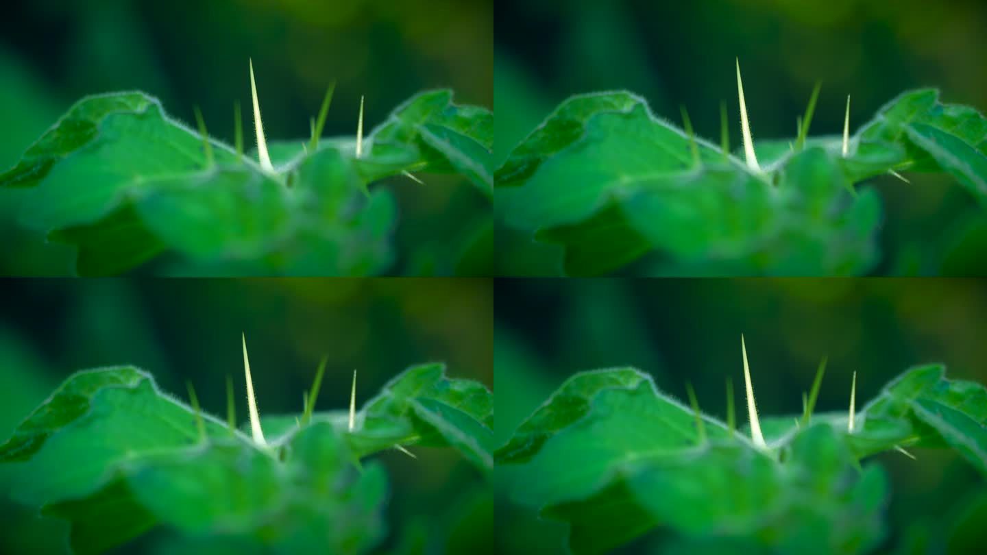 带刺的植物 带刺叶子7