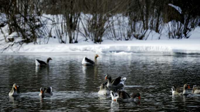 吉林冬季雪后溪流里嬉戏的灰雁野鸭和鸳鸯