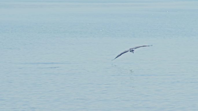 苍鹭展翅飞翔掠过水面